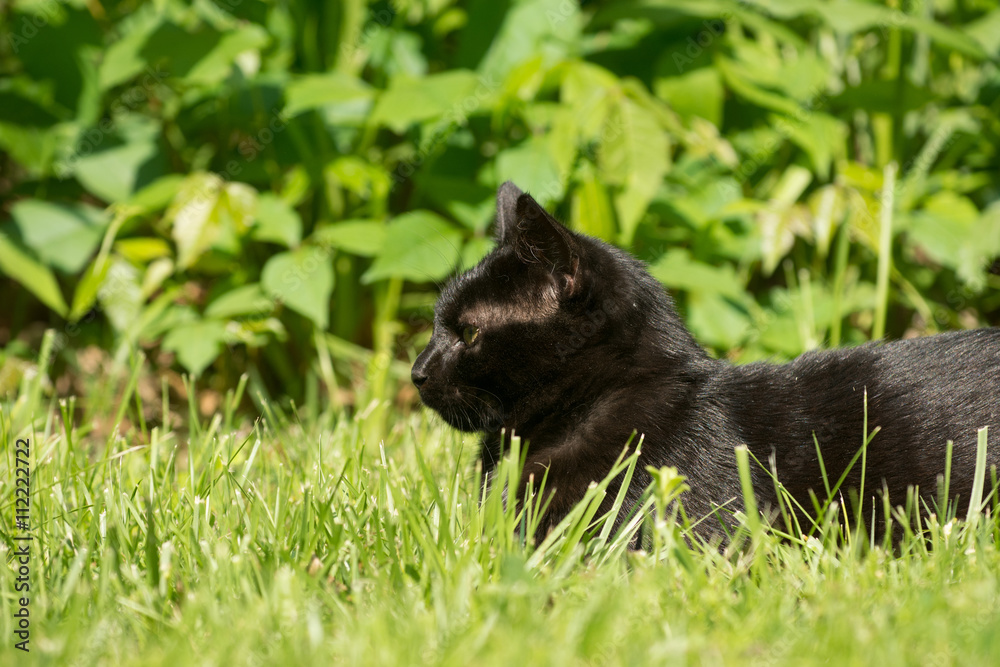 black cat hiding in grass black cat hiding in grass