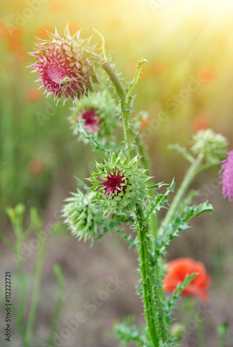 Close up of round spiky purple thistle bud