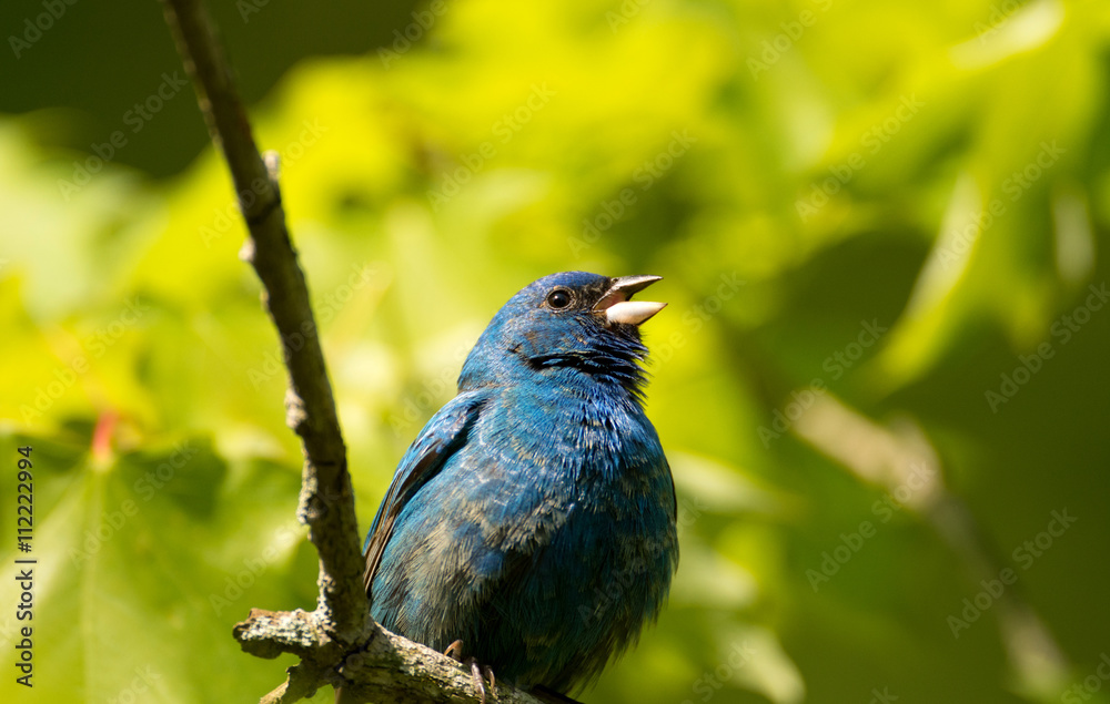 Fototapeta premium Indigo bunting in a tree