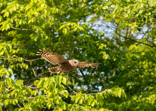 Barred owl in flight in the woods