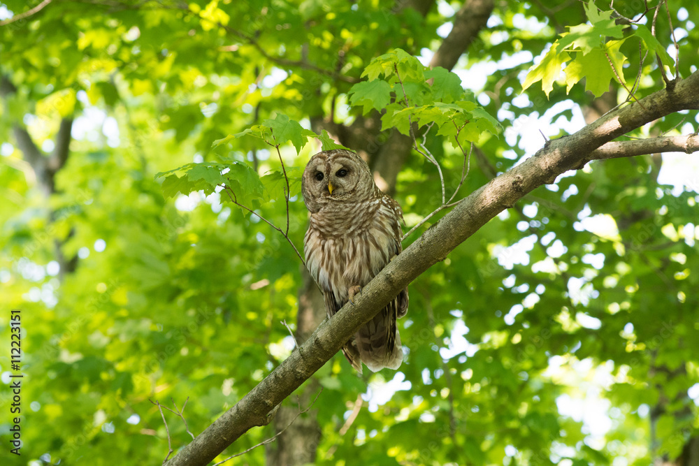 Barred owl perched in tree Barred owl perched in tree