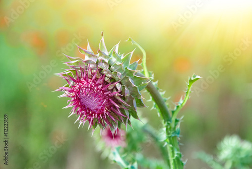 Close up of round spiky purple thistle bud