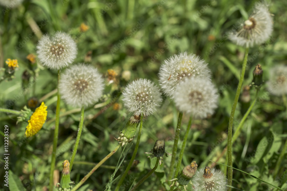 dandelions on the white background dandelions on the white background
