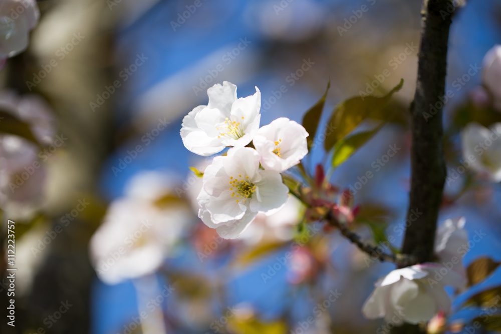 Cherry blossom background with spring day. Cherry blossom background with spring day.