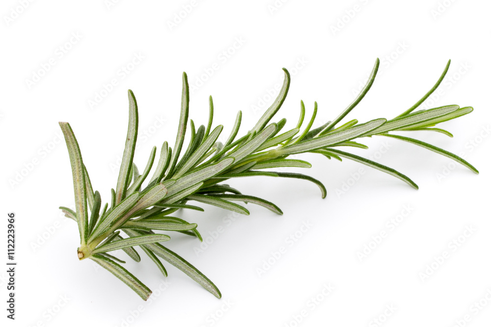 Fototapeta premium Rosemary twig on the isolated white background.