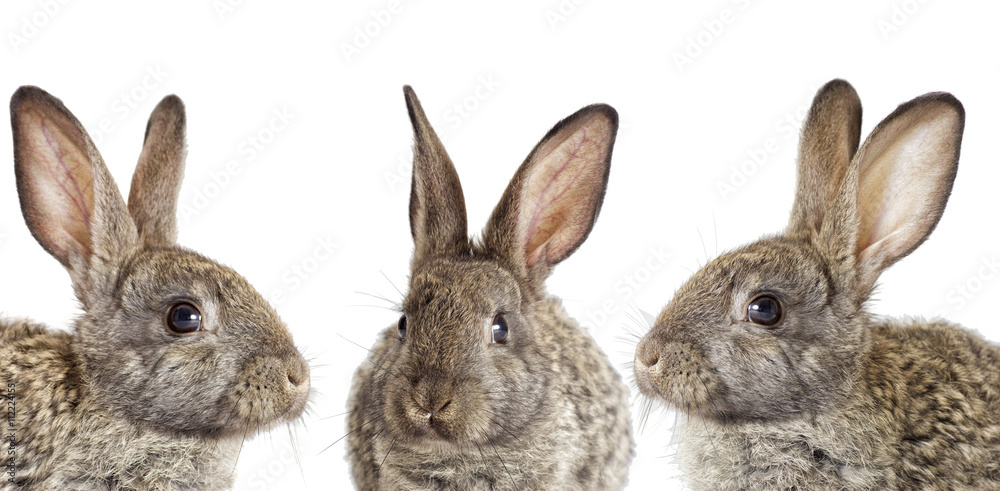 gray rabbit on a white background