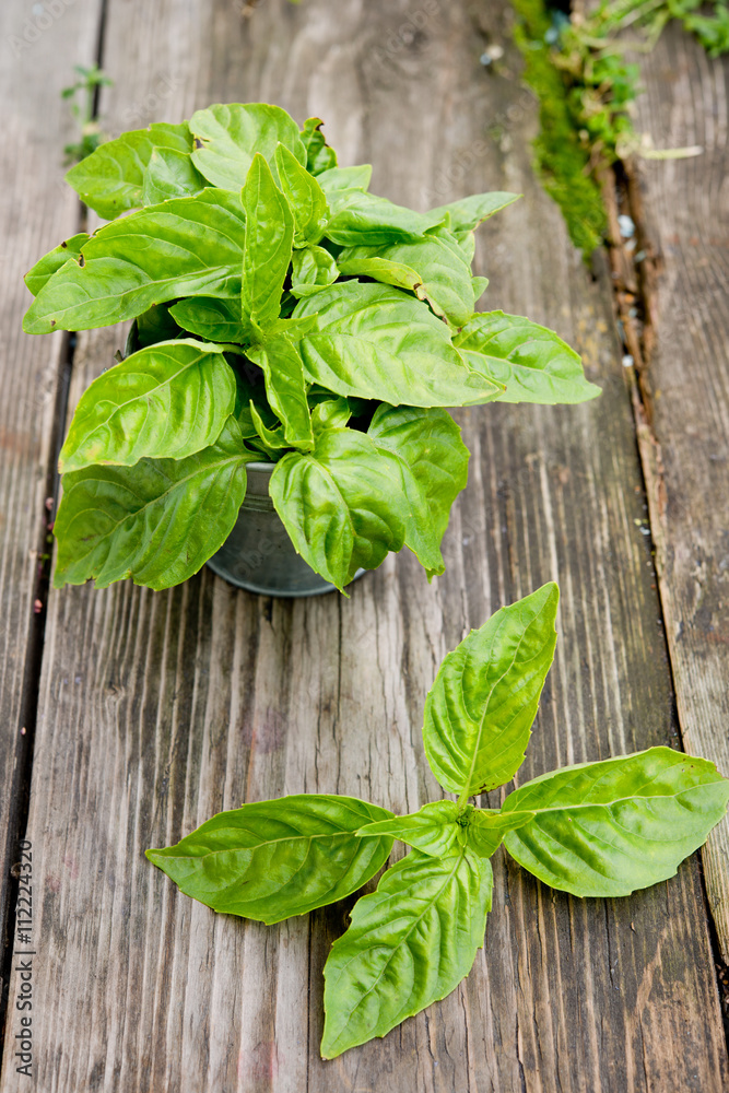 Fresh green basil
Fresh green basil