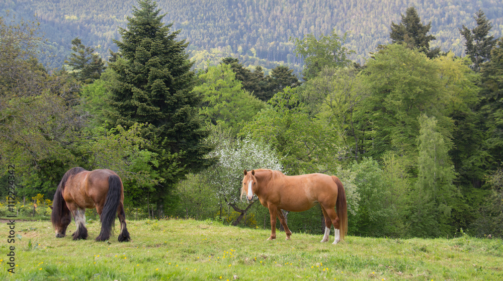 Fototapeta premium Chevaux dans les Vosges