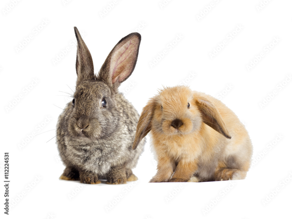 gray rabbit and red rabbit on a white background gray rabbit and red rabbit on a white background
