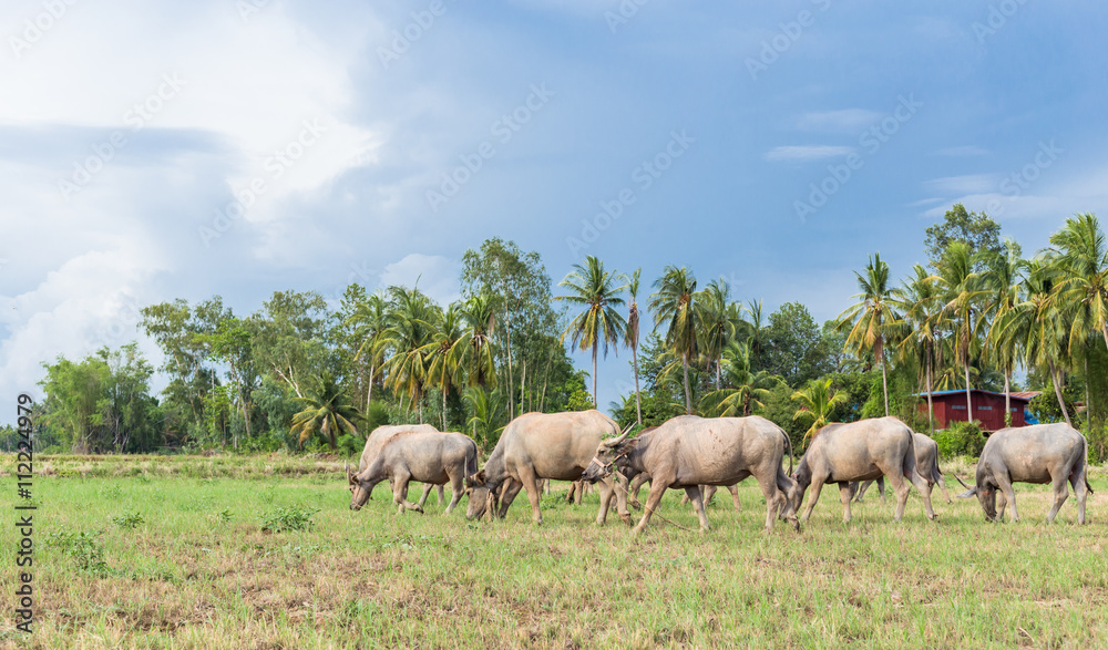 Asian buffalo eat grass on the field Asian buffalo eat grass on the field