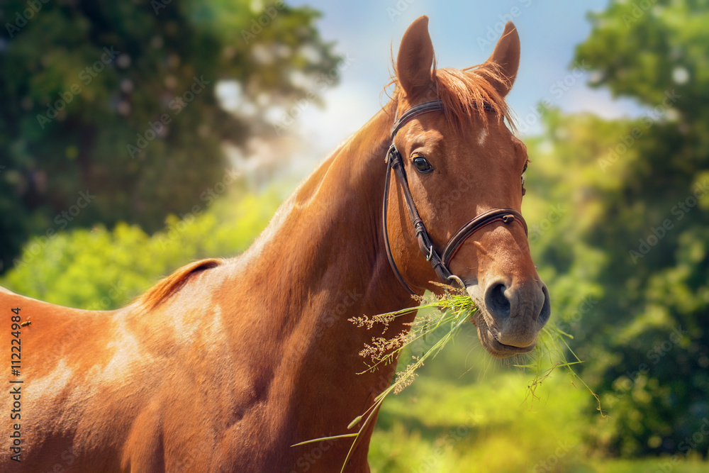 Fototapeta premium Portrait of a horse.