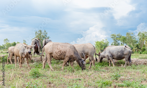 Asian buffalo eat grass on the field