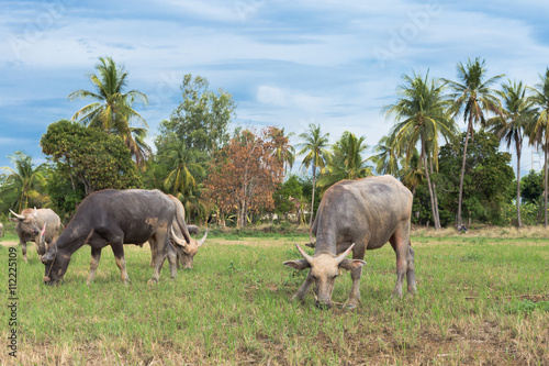 Asian buffalo eat grass on the field