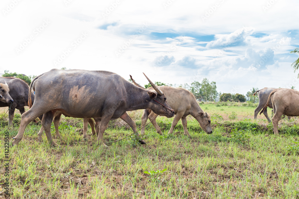 Asian buffalo eat grass on the field Asian buffalo eat grass on the field