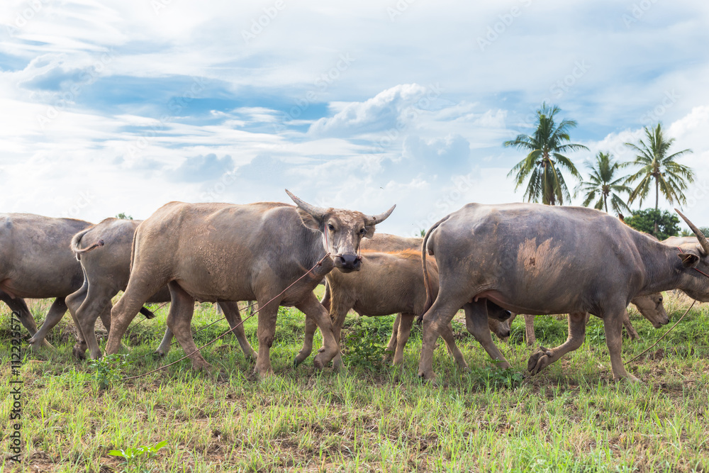 Asian buffalo eat grass on the field Asian buffalo eat grass on the field