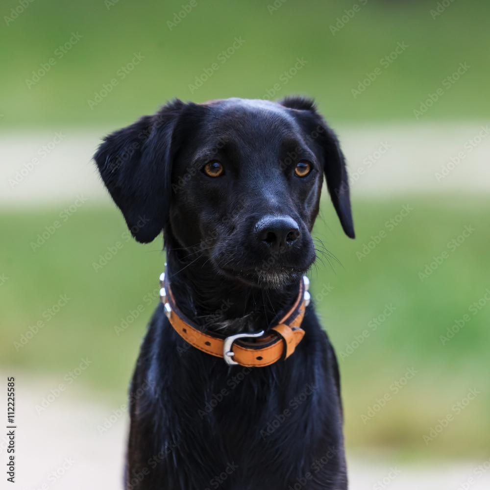 Portrait d'un chien noir type labrador
