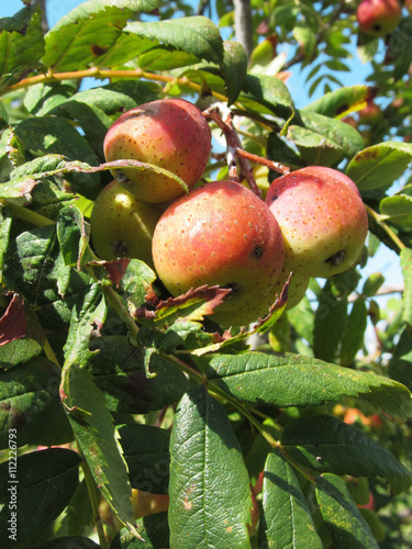 Sorbs in fruit tree . Tuscany, Italy