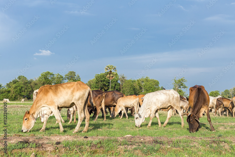 Cows grazing on a green summer meadow at sunny day Cows grazing on a green summer meadow at sunny day