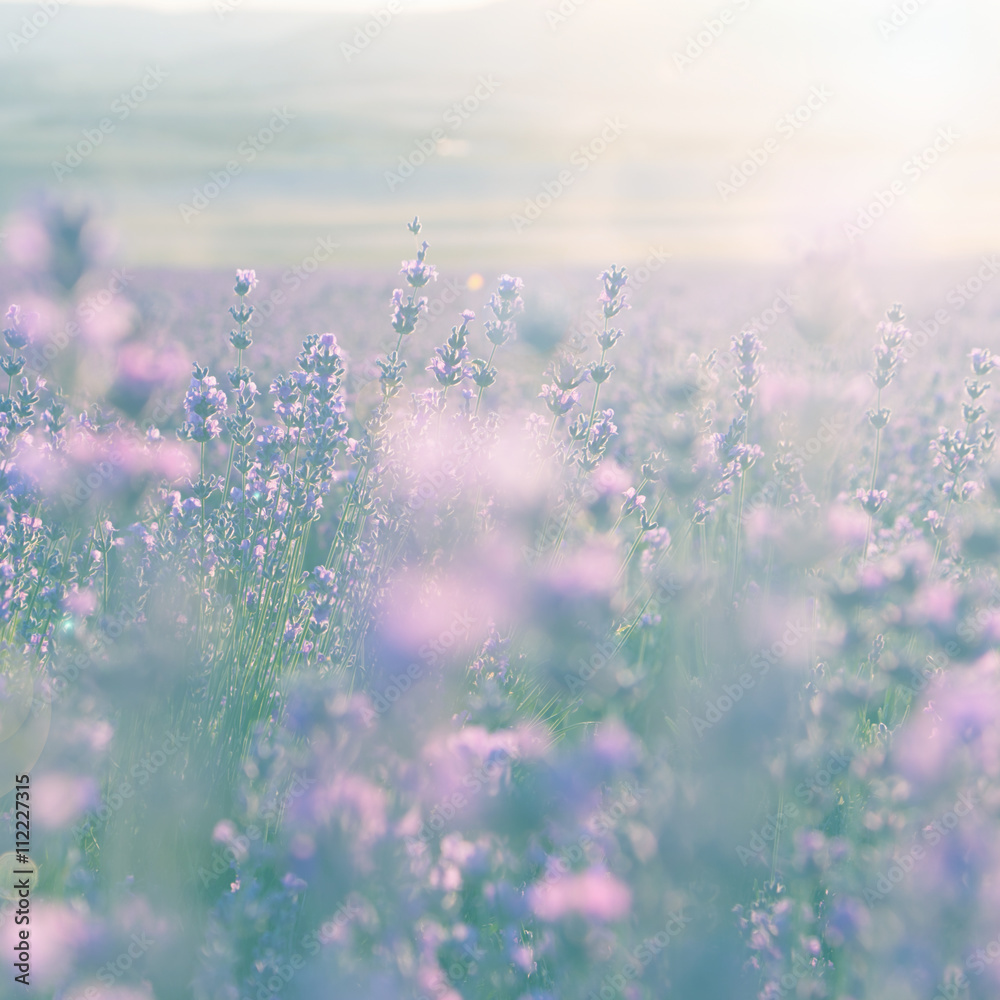  field of lavender flowers at sunset in summer selective focus