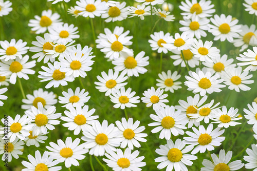 Camomile daisy flower field natural background texture