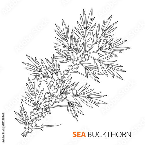 Vector branch of sea buckthorn or sandthorn. Buckthorn berries and leaves in black isolated on white. Sea buckthorn for food, pharmacy or cosmetic design. Elements in contour style for coloring book.