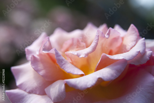 Pink rose in soft color style for background