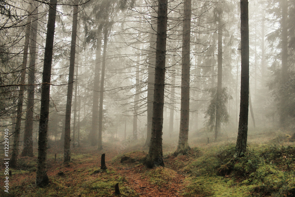 Obraz premium Лесной туман