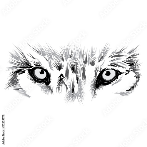 Wolf's face