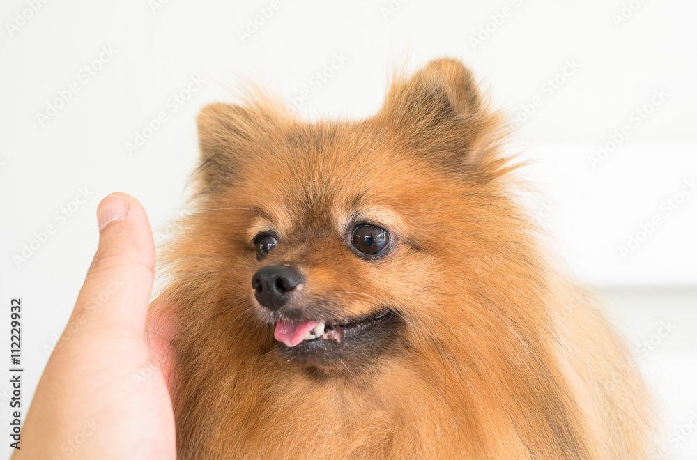 Closeup pomeranian dog lying with woman hand pat on head
