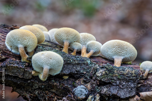 Close-up of mushroom view from below