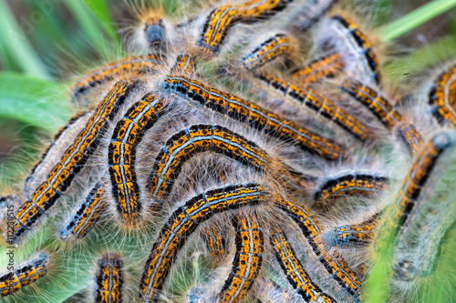 Young caterpillars in the nest (Lymantria dispar)