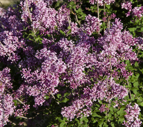 Bloomerang Lilac photo