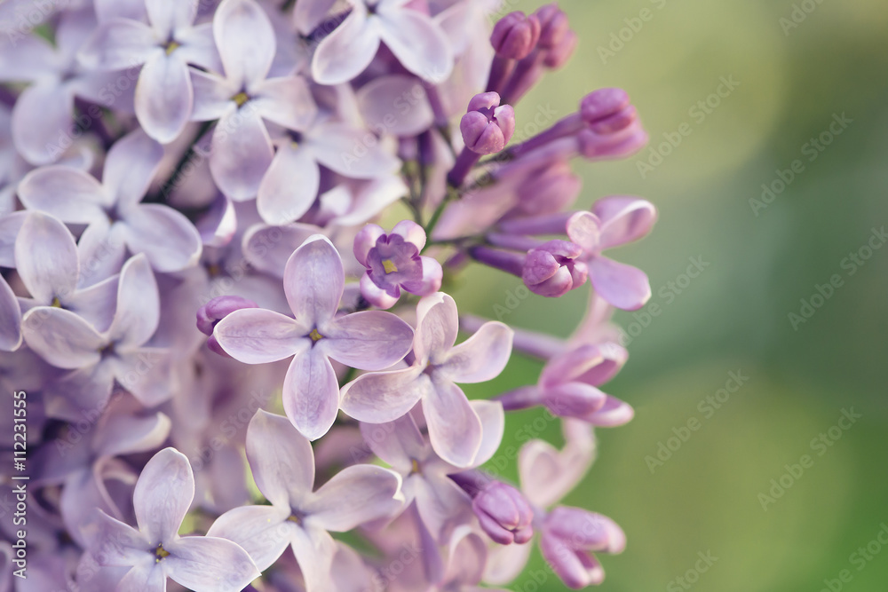 Close up of lilacs Close up of lilacs
