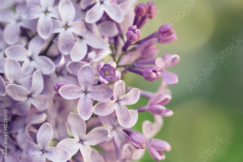 Close up of lilacs © bubblegirlphoto