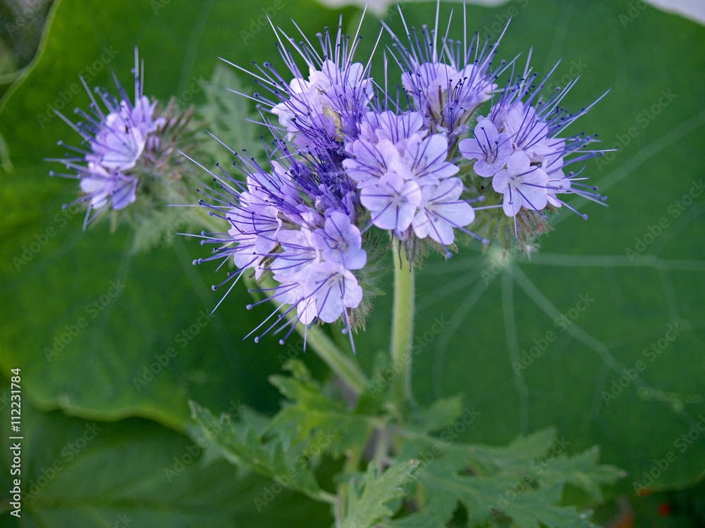 elegant wild flower elegant wild flower