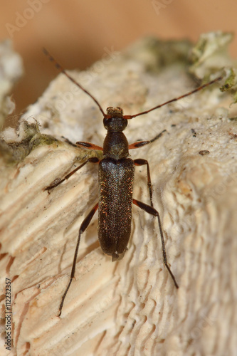 Grammoptera ruficornis longhorn beetle. Small insect in the family Cerambycidae, characterised by extremely long antennae