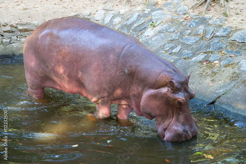 Hippopotam drinking water in the afternoon, a sunny day