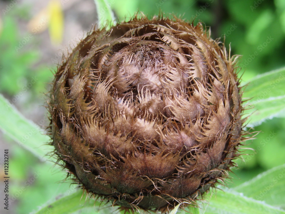 Seed head Seed head