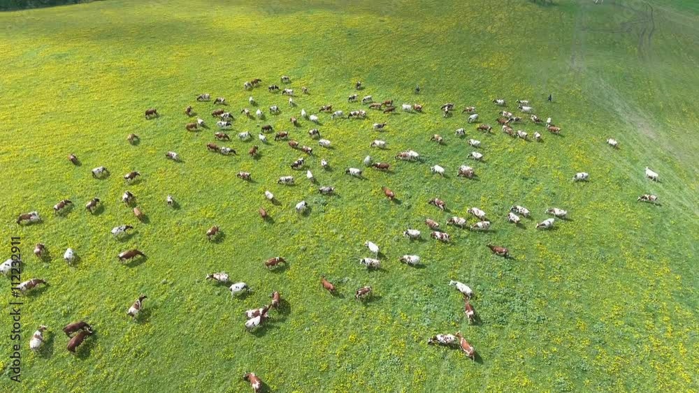 Aerial view of summer countryside with grazing cows.Flying over green field with grazing cows. Aerial view of summer countryside with grazing cows.Flying over green field with grazing cows.