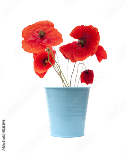 Fototapeta Naklejka Na Ścianę i Meble -  red poppy isolated