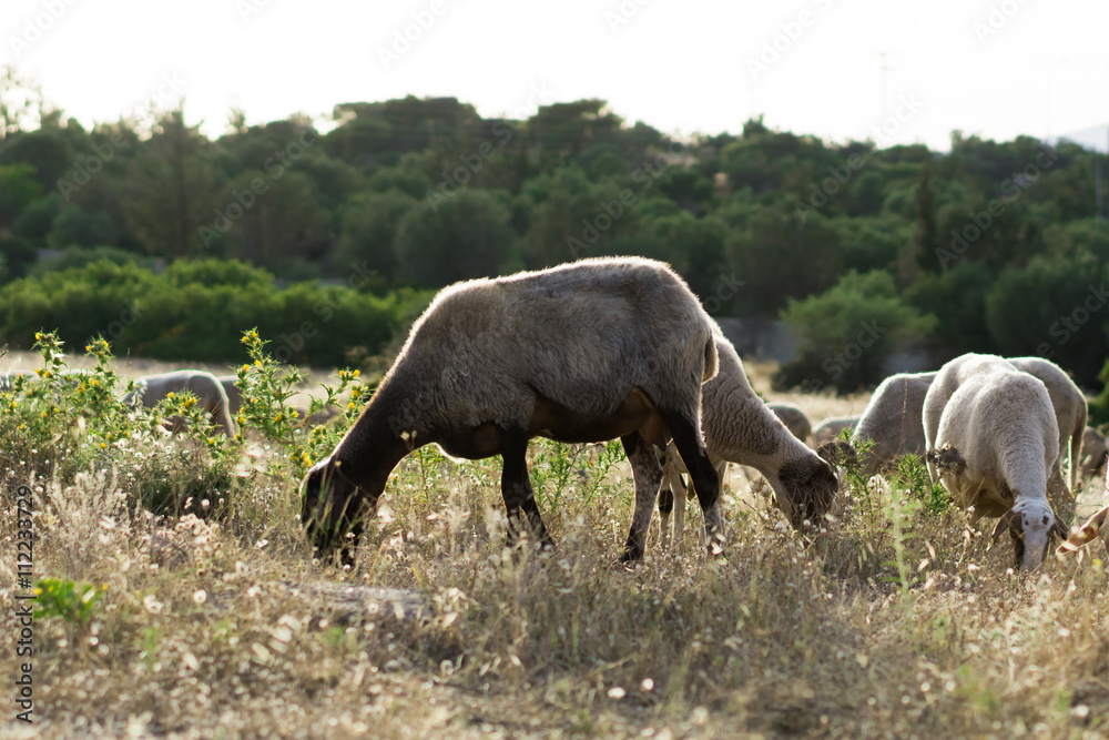 Lambs grazing in a meadow. Greece, Attica Lambs grazing in a meadow. Greece, Attica