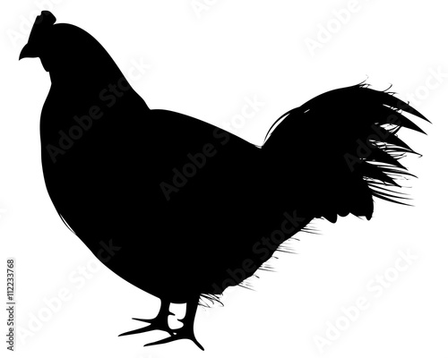 the chicken vector design