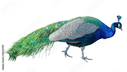 The big peacock photo