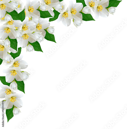 White jasmine flower. © alenalihacheva