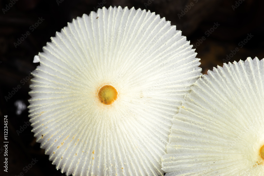 Close-up view of a group of wild white umbrella mushrooms with a yellow spot in the middle Close-up view of a group of wild white umbrella mushrooms with a yellow spot in the middle