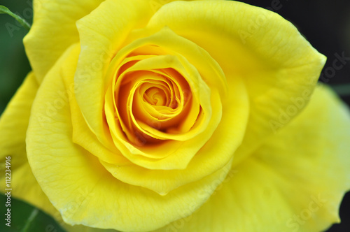 Beautiful Yellow Rose Flower Outdoor
