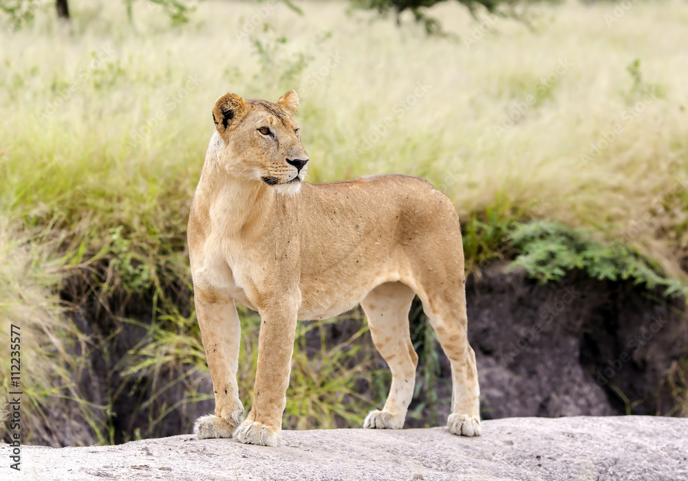 Naklejka premium Lovely lioness gracefully standing on a rock in a park Tarangire, Tanzania
