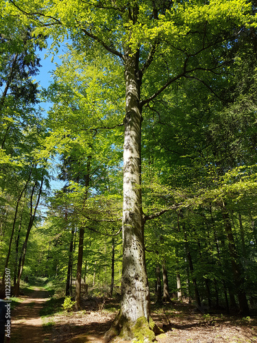 Buchenwald, Nationalpark, Kellerwald-Edersee photo