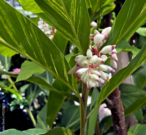 Variegated shell ginger tree
