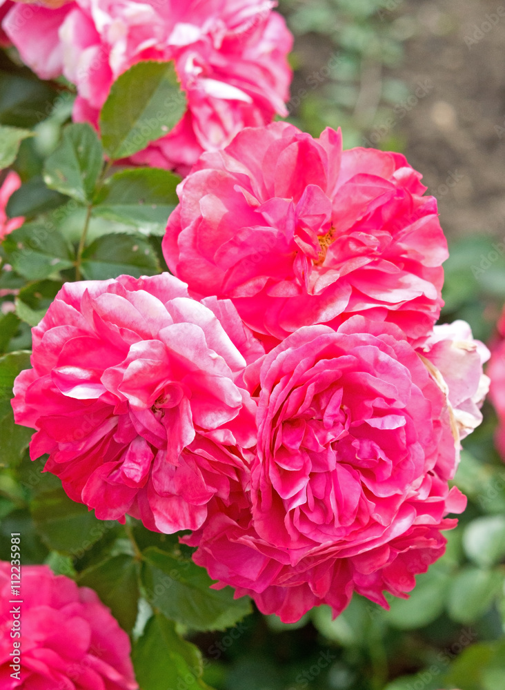 The three large beautiful flowers of rose The three large beautiful flowers of rose